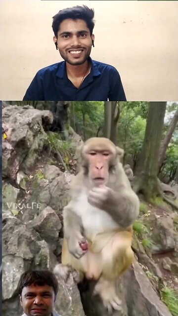 Bandar Ladke Ke harkat se pareshan ho gaya hai