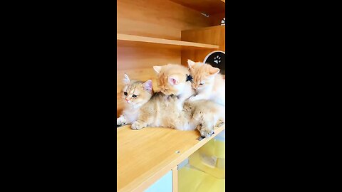 cute smart cat