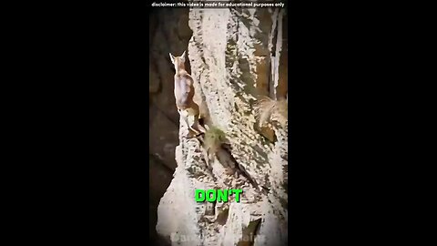 Goats 🐐 that defy gravity