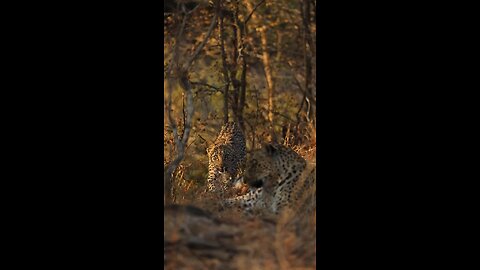 Female Leopard 🐆 with cub