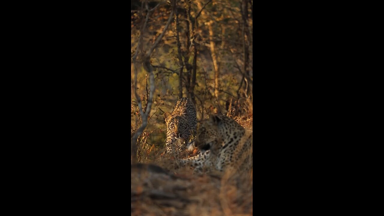 Female Leopard 🐆 with cub