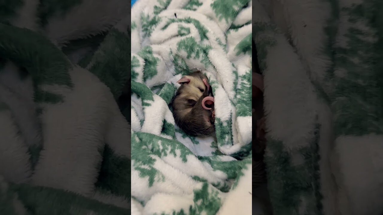 The guy was swimming on a boat and saved an unusual animal from the water