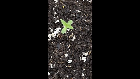 GROW VLOG DAY 3!