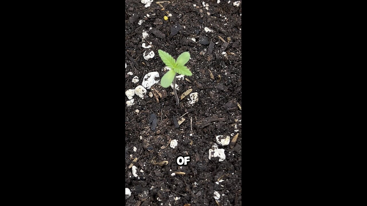 GROW VLOG DAY 3!