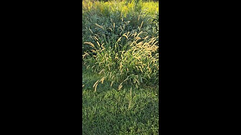 Grasses in Bloom
