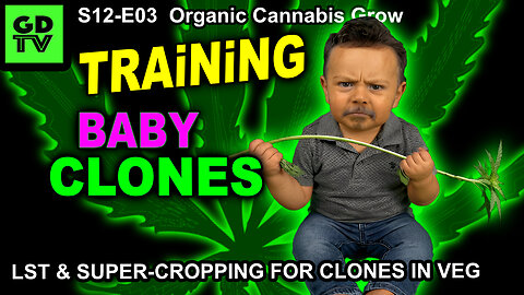 S12-E03 – Day 14 Of This Grow – How We Train Our Clones