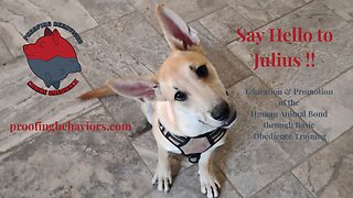 Say Hello to Julius!!