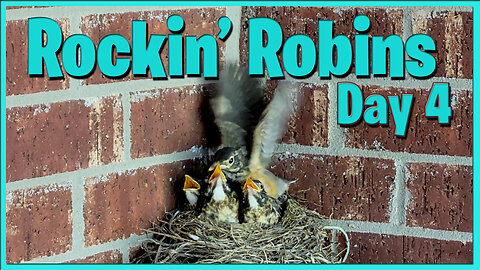 The Fab Four Fledgling Robins in the Nest - Day 4 Bird Watching
