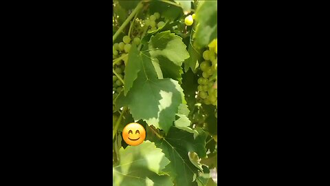 खट्टे मीठे अंगूर