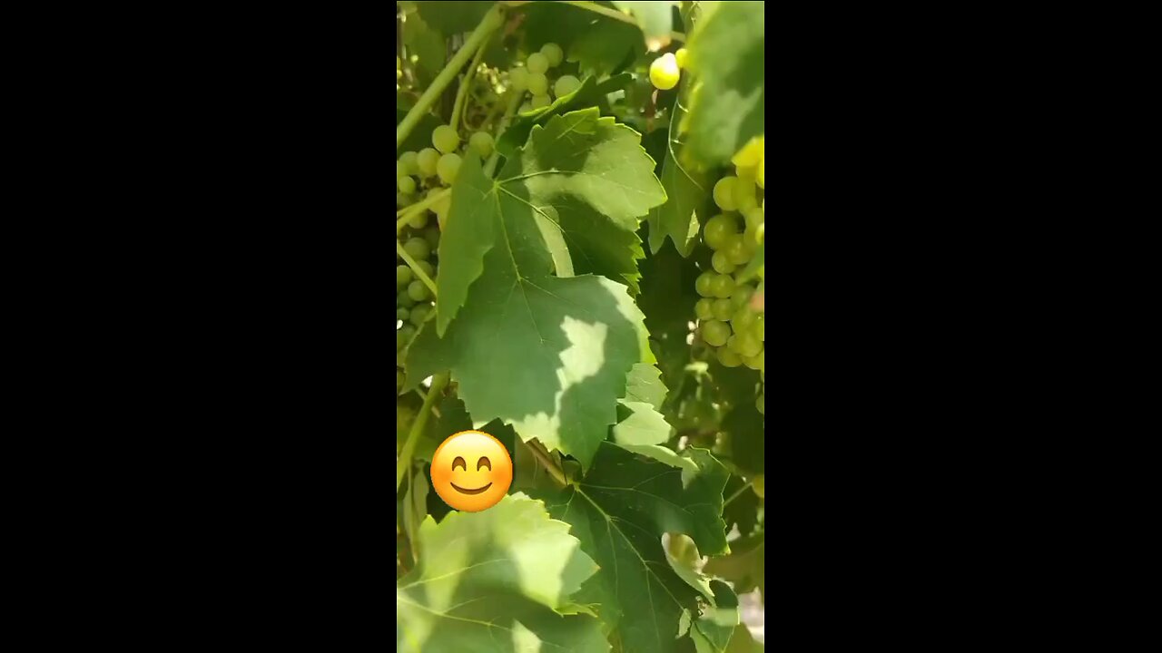 खट्टे मीठे अंगूर