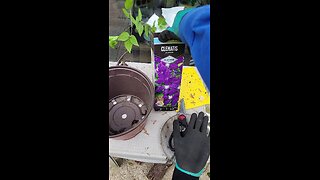 Planting Clematis