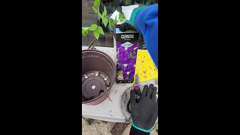 Planting Clematis