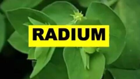 BARBARA O NEIL - RADIUM PLANT FOR SKIN CANCER, WARTS AND MOLES