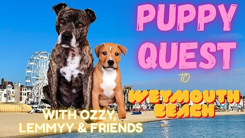 Puppy Quest - A Weymouth Adventure