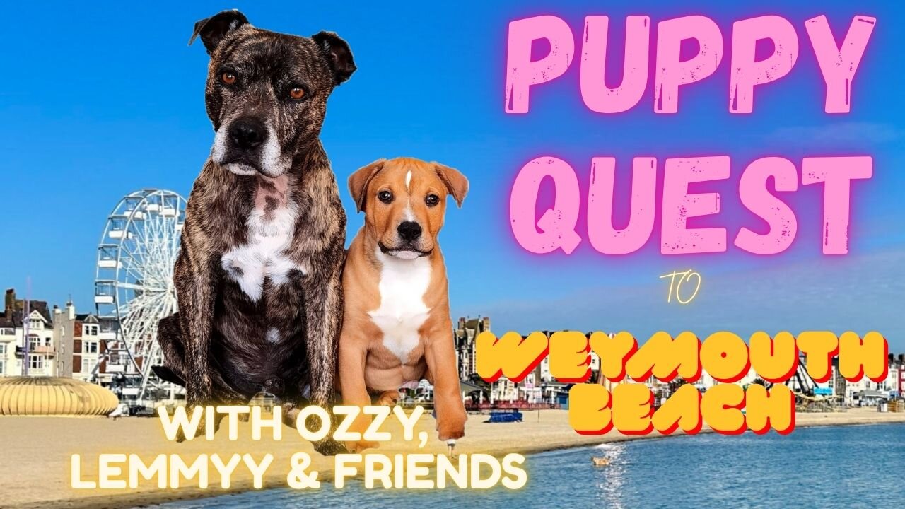 Puppy Quest - A Weymouth Adventure