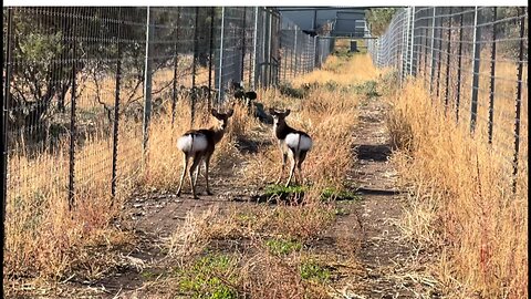 Sikas to the Pasture