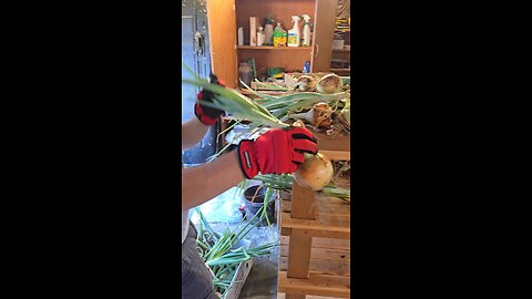Onion prep for fall storage
