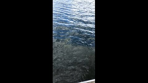 Murray codzilla: you won't believe this fish!