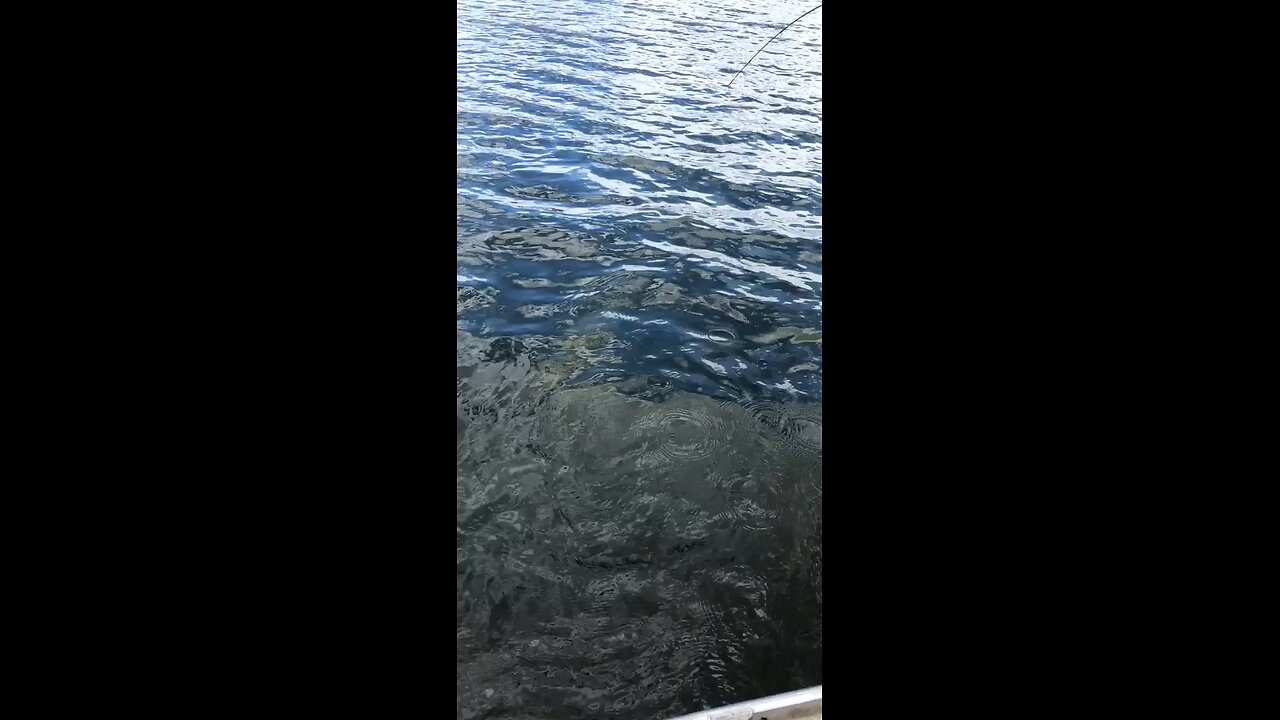 Murray codzilla: you won't believe this fish!