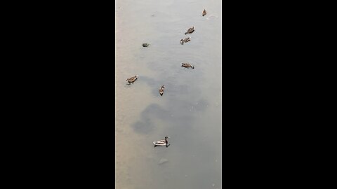 Mallard Ducks 🦆 #mallardducks #shorts #followme #viral #trending