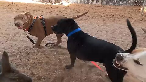 Dogs playing