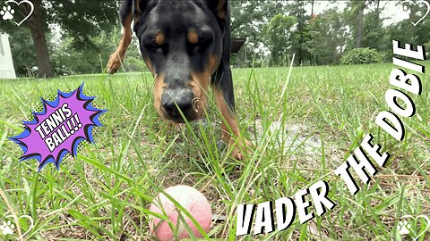 Chickens, Tennis Balls & Goofy Moments | Doberman Backyard Adventures 🐾🎾