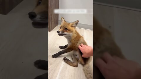Девушки нашли лисёнка в поле и забрали с собой, чтобы вырастить