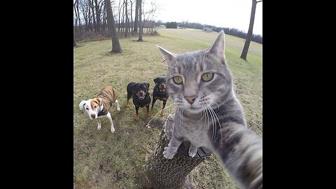 Squad Goals: Cat Edition