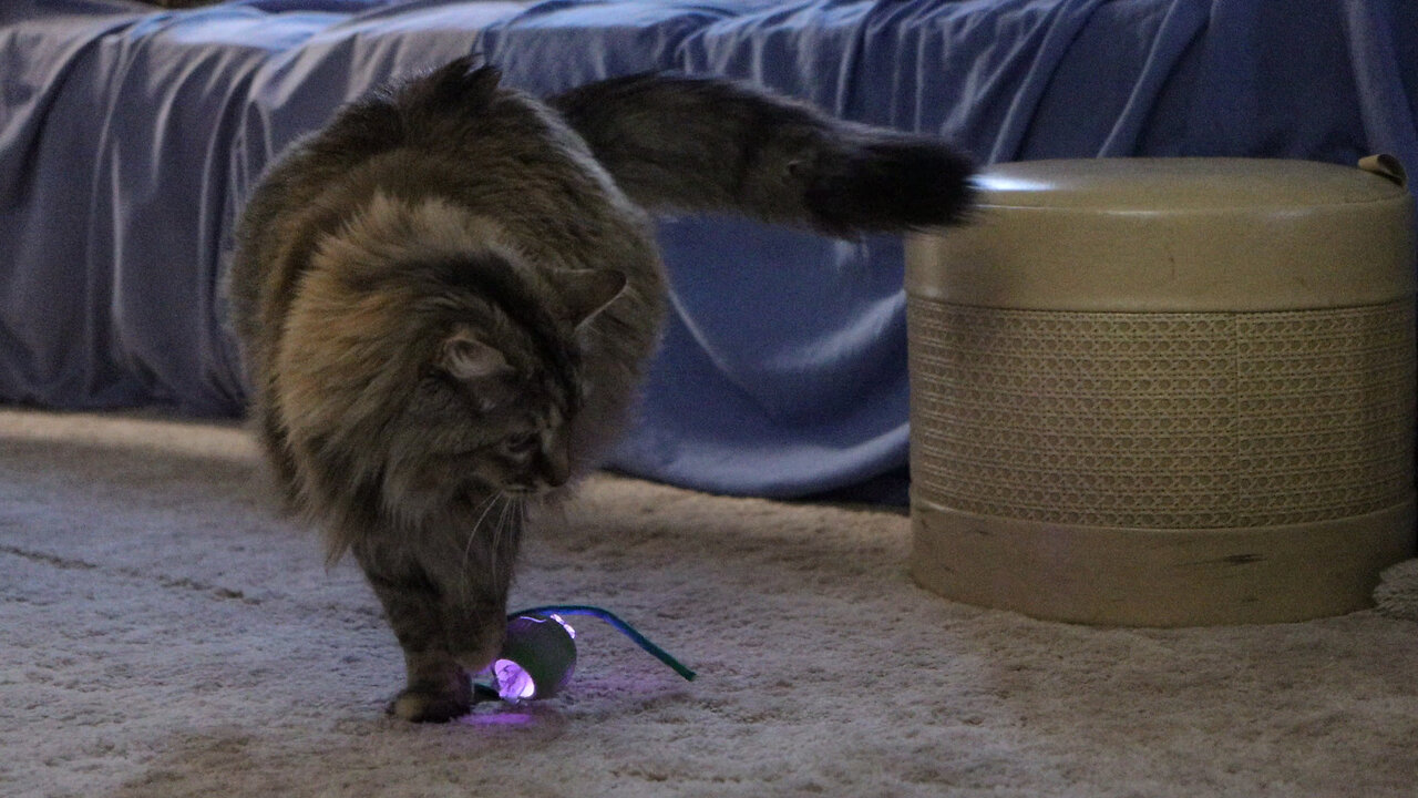 Leia Reacts to a Motorized Toy Ball