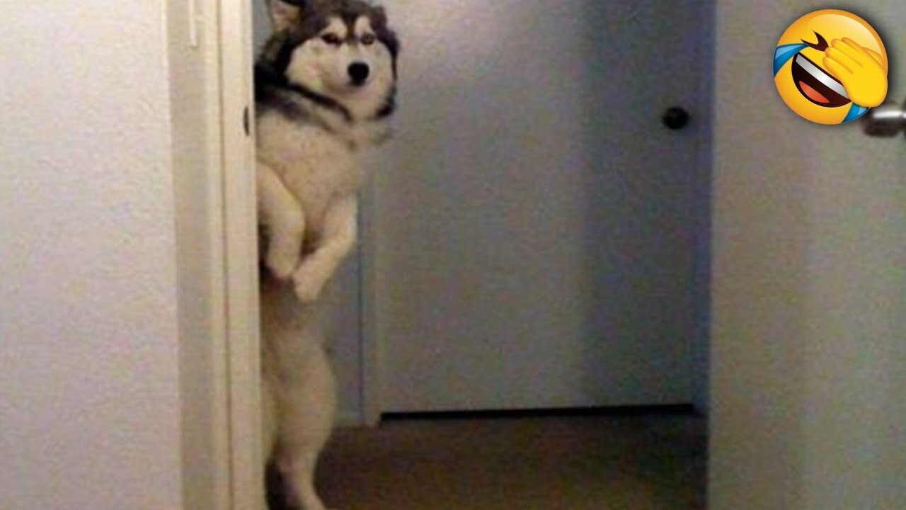 2025βs Funniest Dogs & Cats π You Wonβt Stop Laughing! | You Laugh You lose ππΈπΉ #Ep05