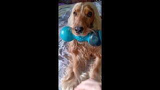 dog Animals pet cute dog show