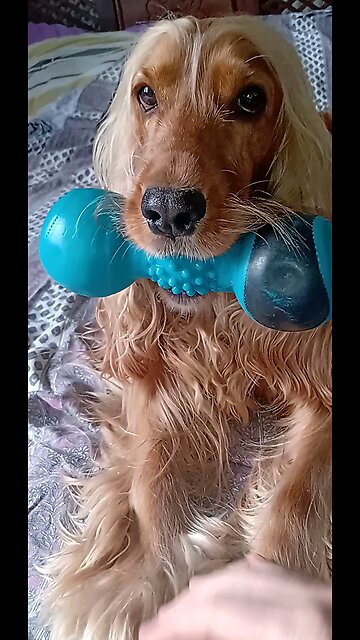 dog Animals pet cute dog show