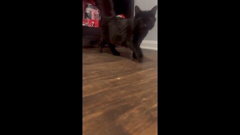 Hello Human