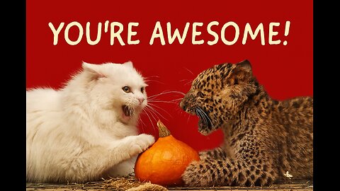 Pumpkin Fight: Fluffy Cat vs Leopard Cub