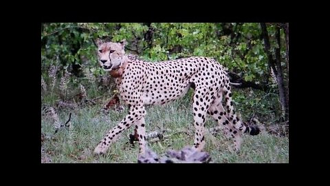 2 Cheetahs Cross the Road