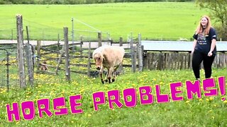 The BABY Horse CAUSING Problems AGAIN!
