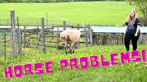 The BABY Horse CAUSING Problems AGAIN!