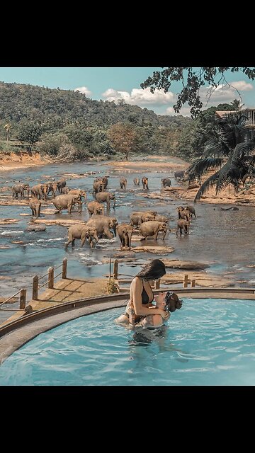 Meet the Gentle Giants at Pinnawala Elephant Park