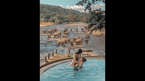 Meet the Gentle Giants at Pinnawala Elephant Park