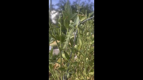 Pests tomato 🍅