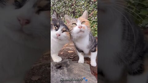 Happy Tails: Pet Comedy Extravaganza! 🐾😄
