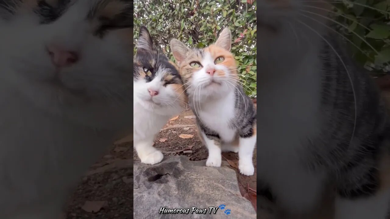 Happy Tails: Pet Comedy Extravaganza! πΎπ