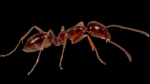Argentine Ant