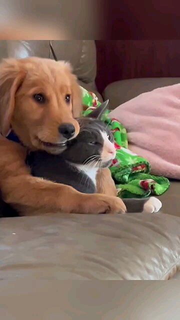 cat and dog love