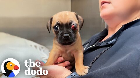 TINY Pug Was Abandoned Because Of His Eye | The Dodo