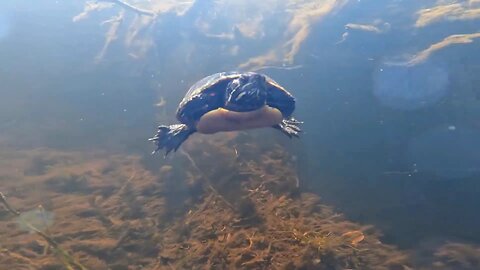 Painted Turtle