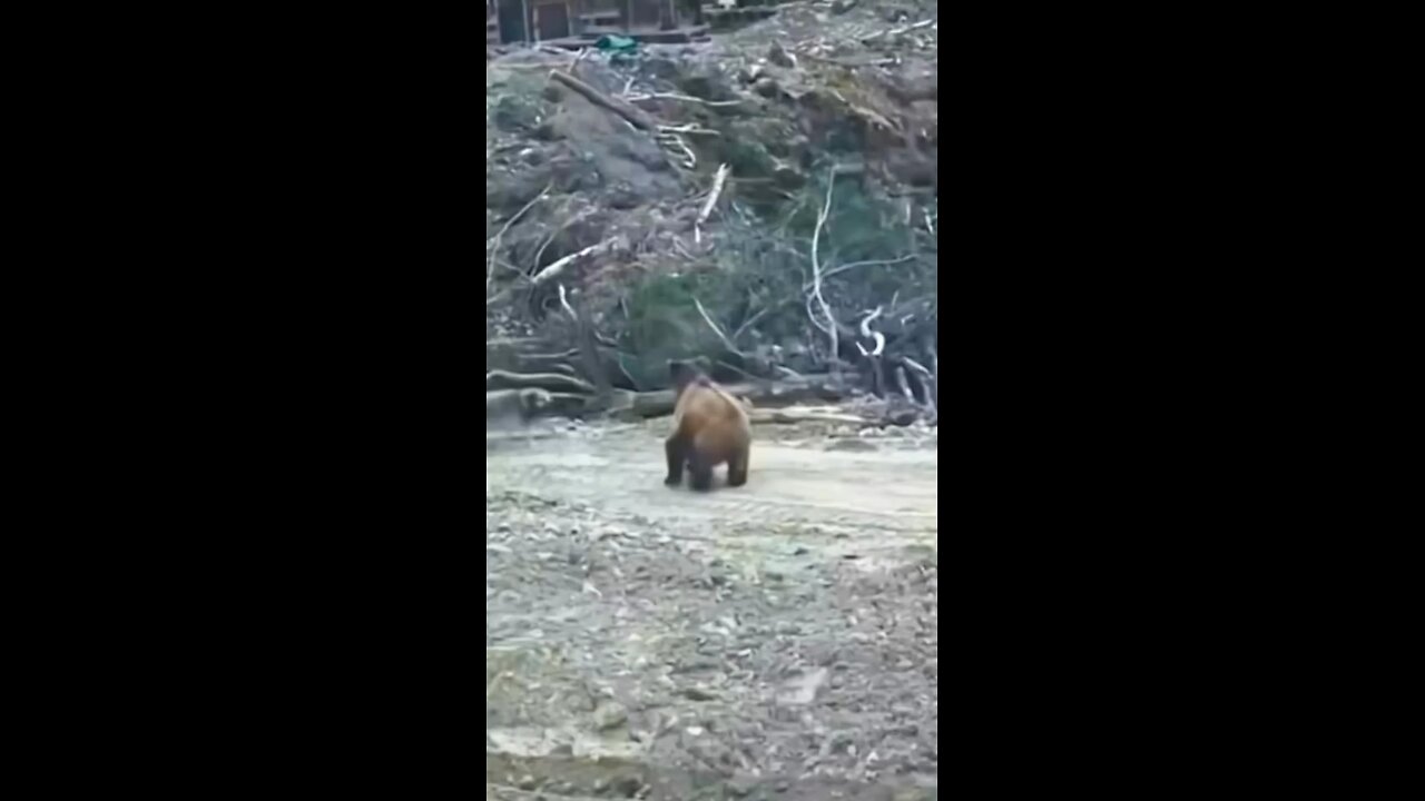 Two Dogs Challenge A Bear !