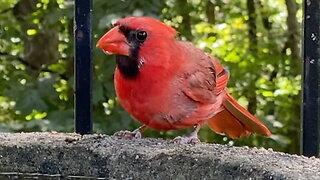 Cardinal Drinking Water