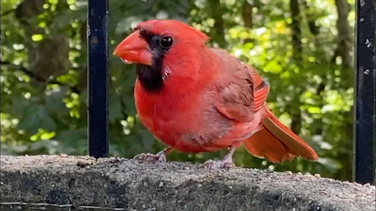 Cardinal Drinking Water