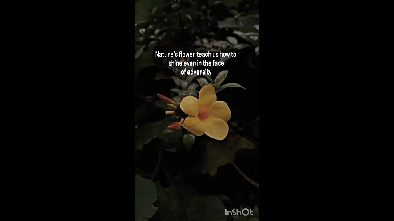 🌿🌿🌿
